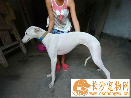 灵缇幼犬怎么看纯不纯 耳朵应该是紧贴着脑门的
