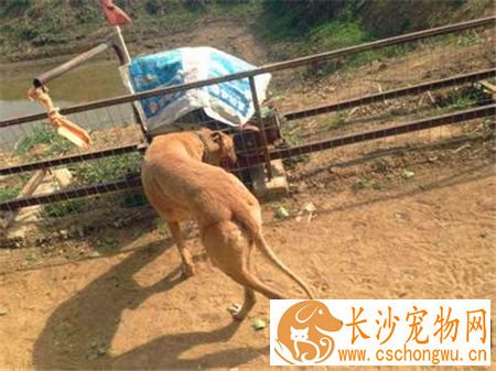 灵缇幼犬用什么疫苗 42天注射荷兰英特威小犬二联