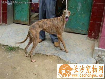 灵缇幼犬用什么疫苗 42天注射荷兰英特威小犬二联
