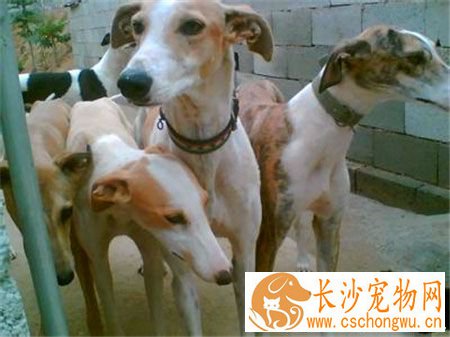 灵缇幼犬用什么疫苗 42天注射荷兰英特威小犬二联
