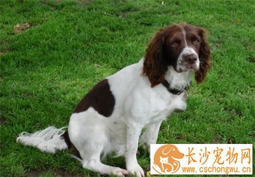 史宾格犬吃什么 可以少量的吃点儿香蕉补充VC