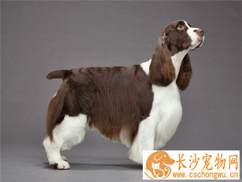 史宾格犬吃什么 可以少量的吃点儿香蕉补充VC