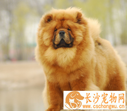 松狮犬怎样交配 松狮犬的发情期不会很长