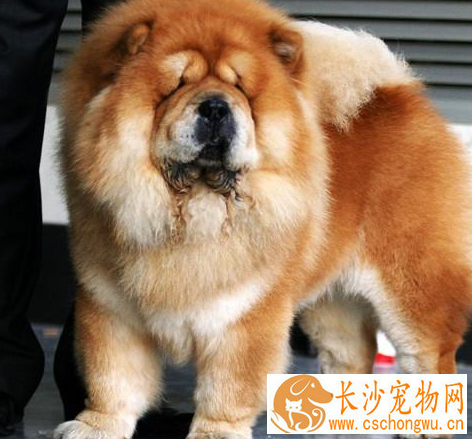 松狮犬怎样交配 松狮犬的发情期不会很长