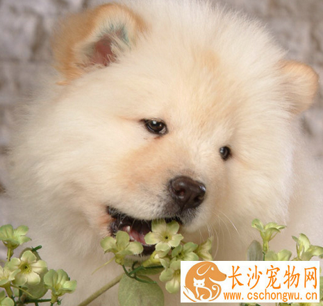 松狮犬怎样交配 松狮犬的发情期不会很长