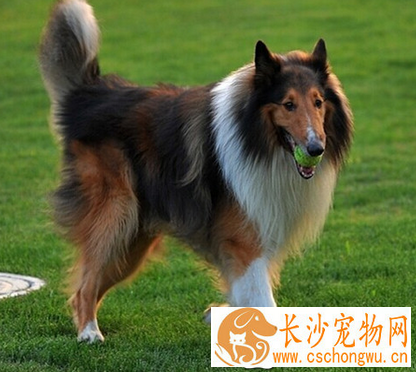 苏格兰牧羊犬不能吃什么 吃的食物不可太咸