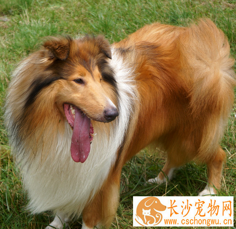 苏格兰牧羊犬吃的多吗 每天两顿即早晚各一顿