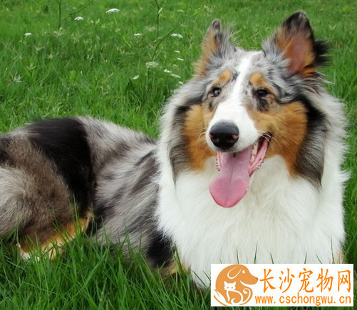 苏格兰牧羊犬吃的多吗 每天两顿即早晚各一顿