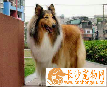 苏格兰牧羊犬吃的多吗 每天两顿即早晚各一顿