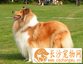 苏格兰牧羊犬不能吃什么 吃的食物不可太咸