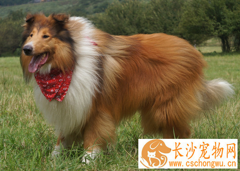 苏格兰牧羊犬不能吃什么 吃的食物不可太咸