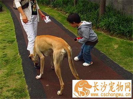 灵缇幼犬吃什么 根据不同生长时期来选择食物
