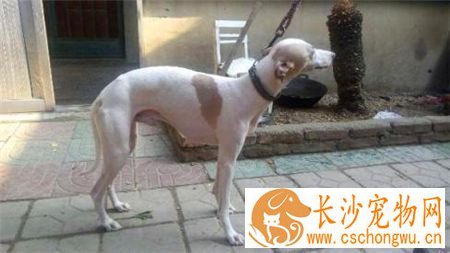 灵缇幼犬吃什么 根据不同生长时期来选择食物