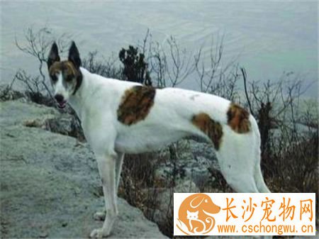 灵缇幼犬吃什么 根据不同生长时期来选择食物