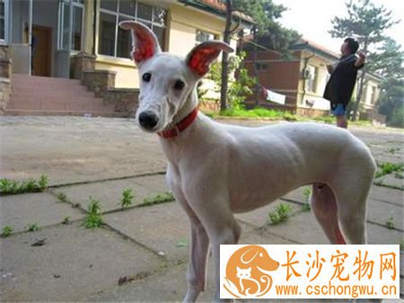 灵缇挑食 要给灵缇犬喂食营养均衡的食物