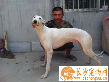 灵缇挑食 要给灵缇犬喂食营养均衡的食物