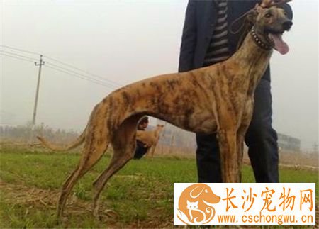 灵缇挑食 要给灵缇犬喂食营养均衡的食物