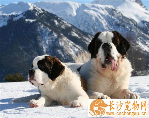 圣伯纳犬适合家养吗 常常在工作上帮忙人适合家养