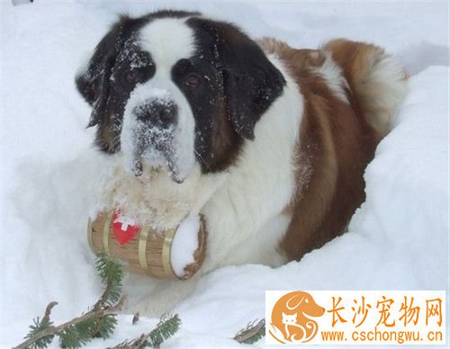 圣伯纳犬适合家养吗 常常在工作上帮忙人适合家养