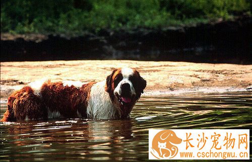 圣伯纳犬适合家养吗 常常在工作上帮忙人适合家养