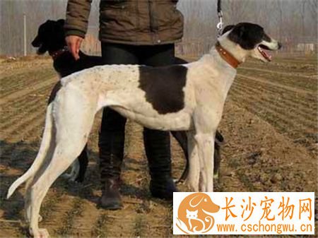 灵缇犬的喂养 肉类与蛋白质是灵缇犬最需要的