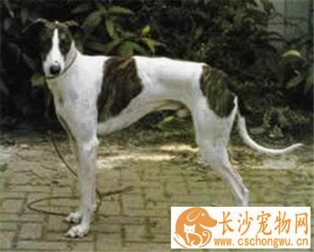 灵缇犬的喂养 肉类与蛋白质是灵缇犬最需要的