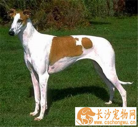灵缇犬的喂养 肉类与蛋白质是灵缇犬最需要的