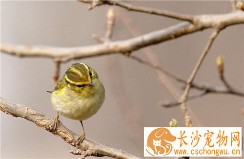 黄眉柳莺怎么养 10月中的黄腰最好开食