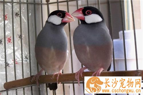 灰文鸟饲养 灰文鸟喜食带壳的种籽