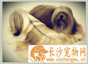 拉萨犬一般怎么大小便 及时带它到卫生间