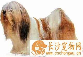 拉萨犬一般怎么大小便 及时带它到卫生间