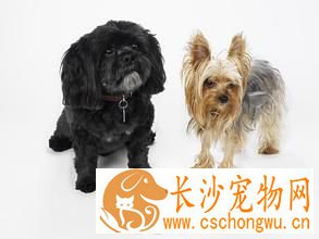 拉萨犬一般怎么大小便 及时带它到卫生间