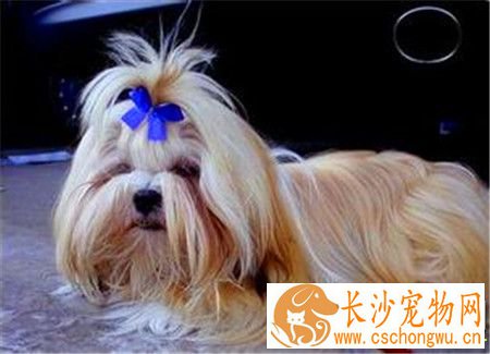 拉萨犬和西施犬的区别 拉萨犬拥有一个好嗓音