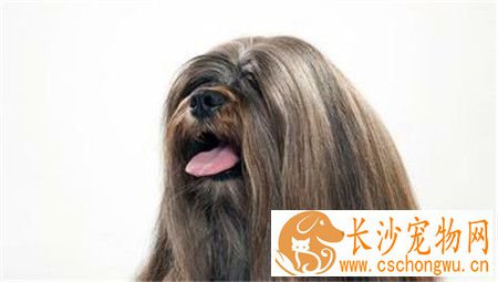 拉萨犬和西施犬的区别 拉萨犬拥有一个好嗓音