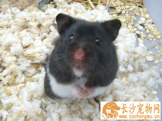 如何养西施熊 需要准备一个比较大的跑轮