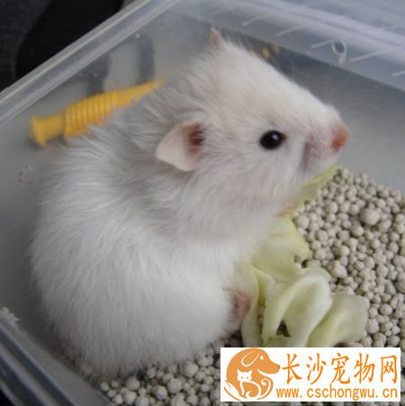 如何养西施熊 需要准备一个比较大的跑轮