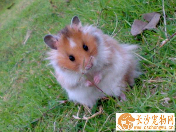 西施熊怎么养 笼子门上要记得用铁丝关住