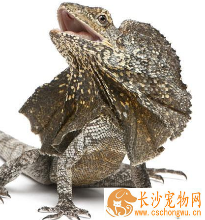 伞蜥饲养 伞蜥饲养可以喂食蟋蟀或者小老鼠
