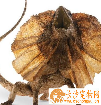 伞蜥饲养 伞蜥饲养可以喂食蟋蟀或者小老鼠