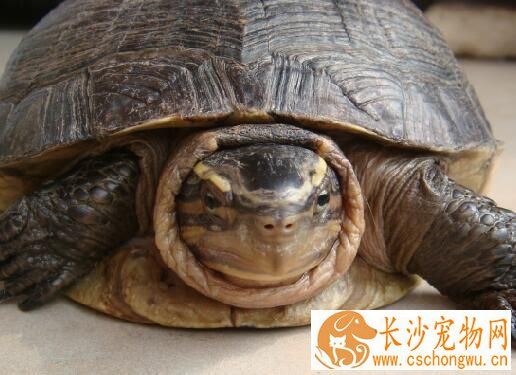 安布闭壳龟怎么养 钙质对乌龟的生长很重要