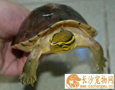 安布闭壳龟怎么养 钙质对乌龟的生长很重要