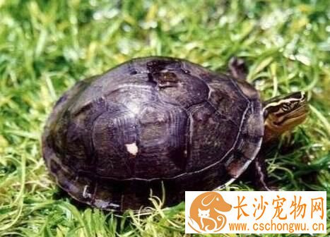 安布闭壳龟怎么养 钙质对乌龟的生长很重要