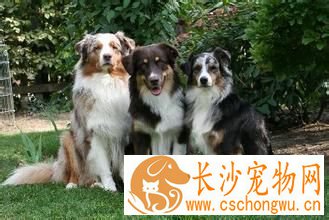 成年澳洲牧羊犬喂多少 不要给澳洲牧羊犬喝牛奶