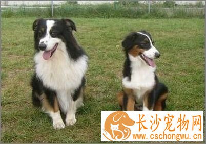 成年澳洲牧羊犬喂多少 不要给澳洲牧羊犬喝牛奶