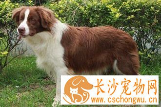 成年澳洲牧羊犬喂多少 不要给澳洲牧羊犬喝牛奶