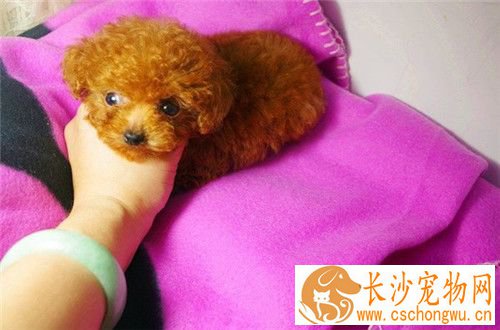 茶杯泰迪犬饲养 要特别注意其生存的温度