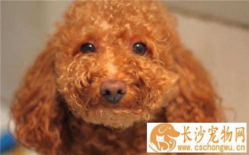 茶杯泰迪犬饲养 要特别注意其生存的温度