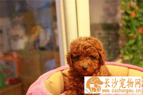 茶杯泰迪犬饲养 要特别注意其生存的温度