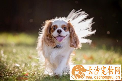 查理士王小猎犬饲养 补充些钙质是很有必要的