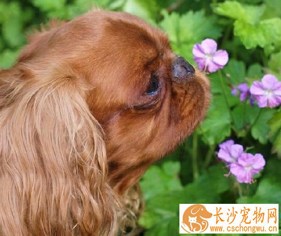 查理士王小猎犬饲养 补充些钙质是很有必要的